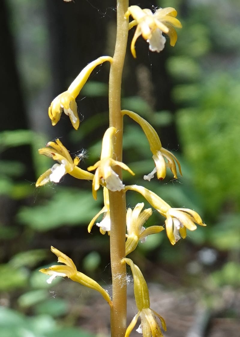 Corallorhiza maculata var. occidentalis, Davidson 13797--ID. Valley Co. Sylvan Beach. 25 Jun 2018. DSC05593 (6).JPG
