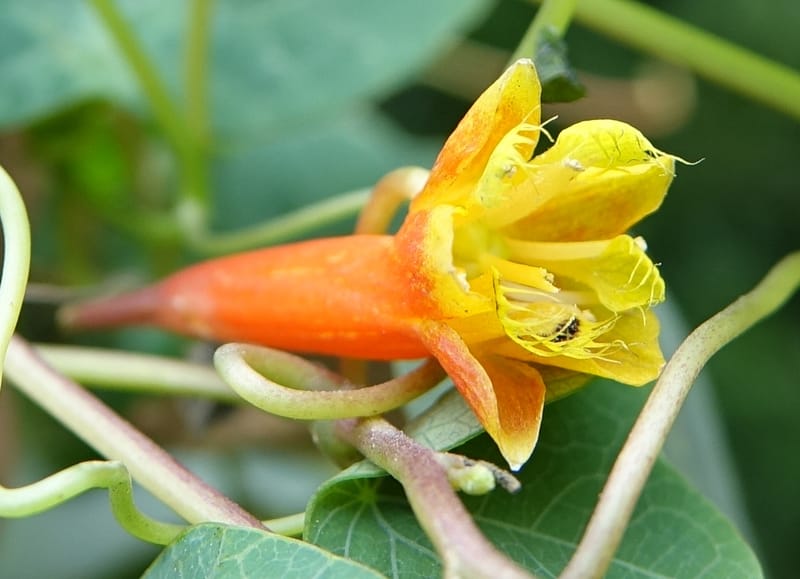 Tropaeolum emarginatum, Gomez-Dominguez, H 3772--Mexico. Chiapas. La Selva Negra. Rincon Chamula. 22 Mar 2017.  (115).JPG