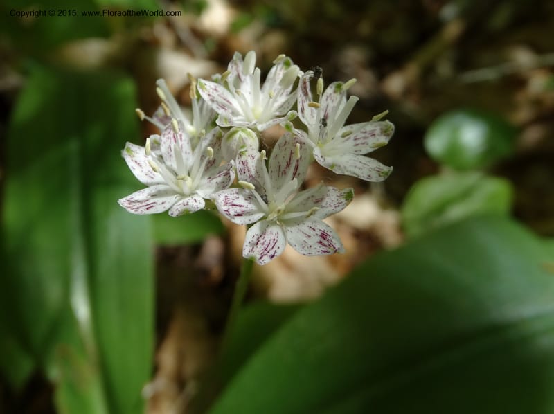 Clintonia umbellulata, Davidson, C 12988--North Carolina. Clay Co. Perry Gap Rd, Barnard's Cr. 13 May 2015. DSC04860 (257).JPG