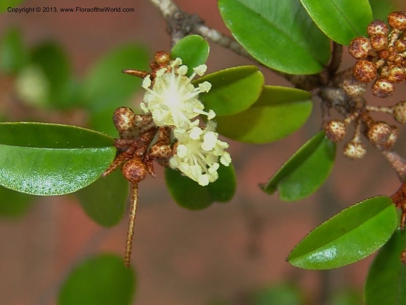 Croton pseudopulchellus--So.Africa. Durban Bot. Garden. 14 Mch 05. 160.jpg