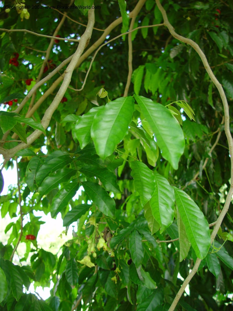Harpullia arborea--FL. Fairchild Tropical Gard. 6 Apr 03. 368.jpg
