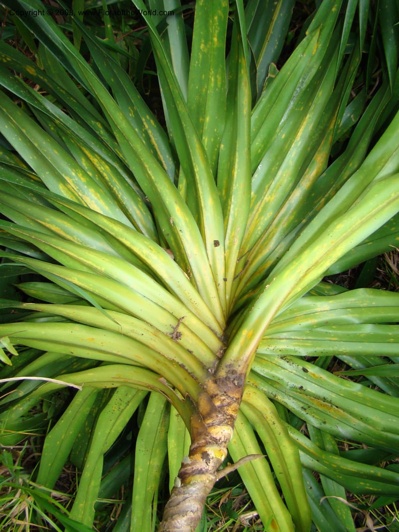 Freycinetia, JMunzinger4780--New Caledonia. Aoupinie. 15 Nov 07. 516.jpg