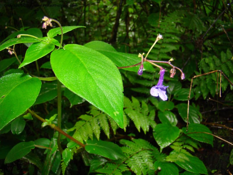 Streptocarpus buchananii, RGereau7015--Tanz. Mbeya Rural Distr. Ngozi Crater. 26 Jan 08. 132.jpg