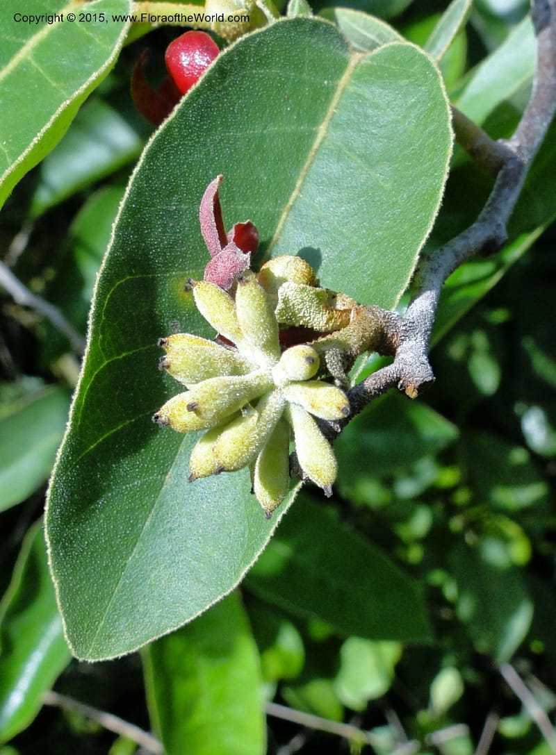 Uvaria, Regalado 1954--Viet Nam. Forest Block 19. 15 May 2011. 144 (16).jpg