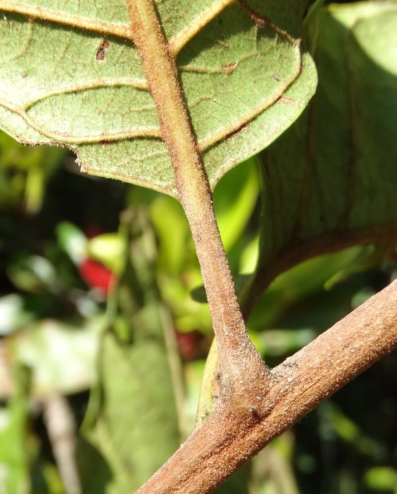 Cupaniopsis, Munzinger, J 7412--New Caledonia. Mont Dzumac. 12 Nov 2015. DSC01563 (399).JPG