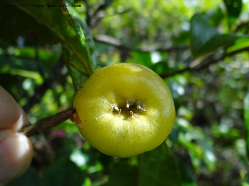 Pyrenaria diospyricarpa, VC 5500--Thailand. Chiang Mai. Doi Inthanon N. P. 8 Nov 2012. DSC07747 (192).JPG