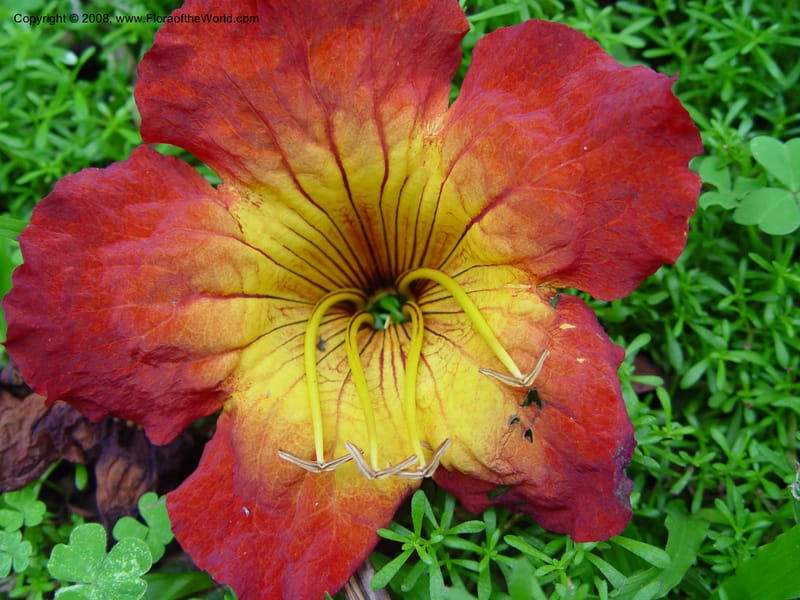 Fernandoa magnifica--So Africa. Durban Bot. Gard. 3 Oct 03. 047.jpg