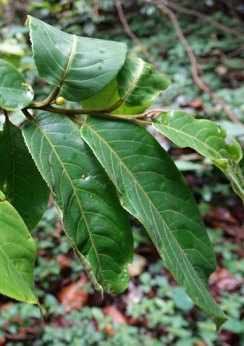 Horsfieldia prainii, D. Boufford 44155--China. Yunnan. Bam Po village. 5 May 2018. DSC02406 (120).JPG