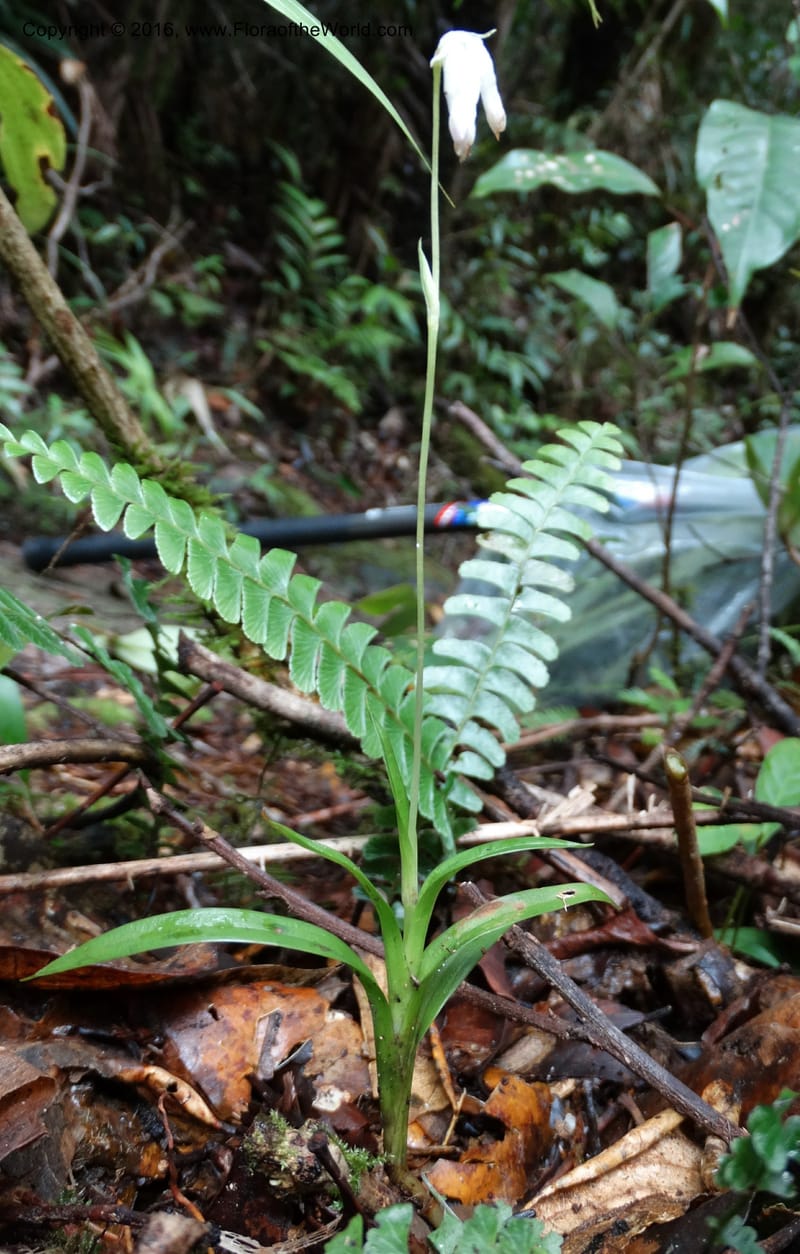 Burmannia longifolia, Davidson, C 12739--Sabah. Mt. Kinabalu. Bundu Tuhan Trail. 11 Oct 2014. DSC04153 (118).JPG