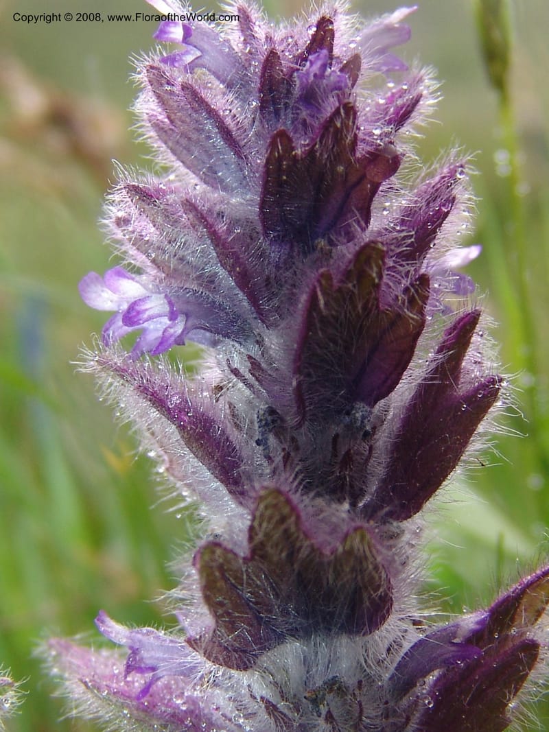 Ajuga orientalis--Georgia. Kazbeki . Trail-road to Sameba Church. 2 Jun 05. 309.jpg