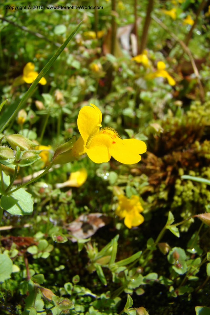 Mimulus guttatus, C. Davidson 11462--ID. Valley Co. Warm Lake. 16 June 2009. 087.jpg