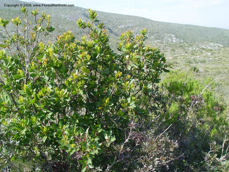 Arbutus unedo--Spain. Prov. Barcelona. Parc del Garraf. 20 Apr 04. 162.jpg