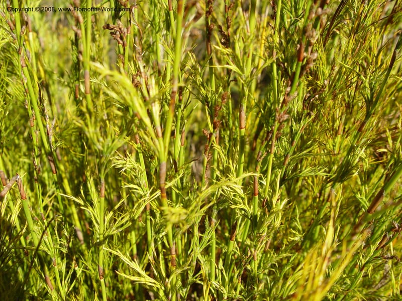 Restio tetraphyllus, 88.0884--CA. UC Berkeley Bot. Gard. 10 Feb 04. 070.jpg