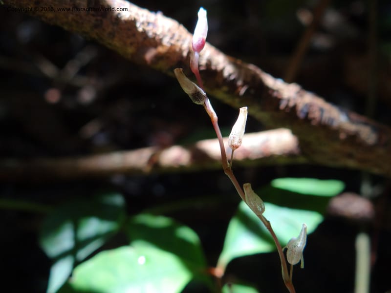 Gymnosiphon, S.98886--Malaysia, Sarawak. Bako Nat. Park. Paku Trail. DSC06071 (21).JPG