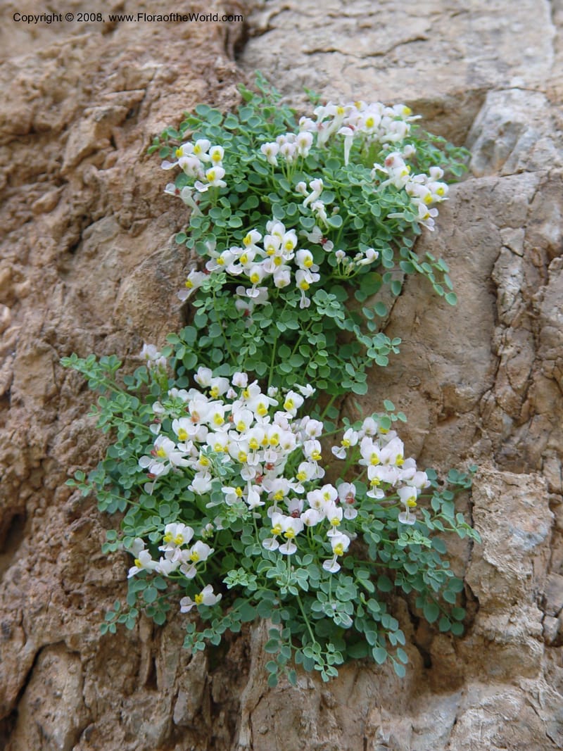 Sarcocapnos eneaphylla--Spain. Andalucia. E of Orgiva. Barranco de los Lobos. 14 Apr 04. 107.jpg