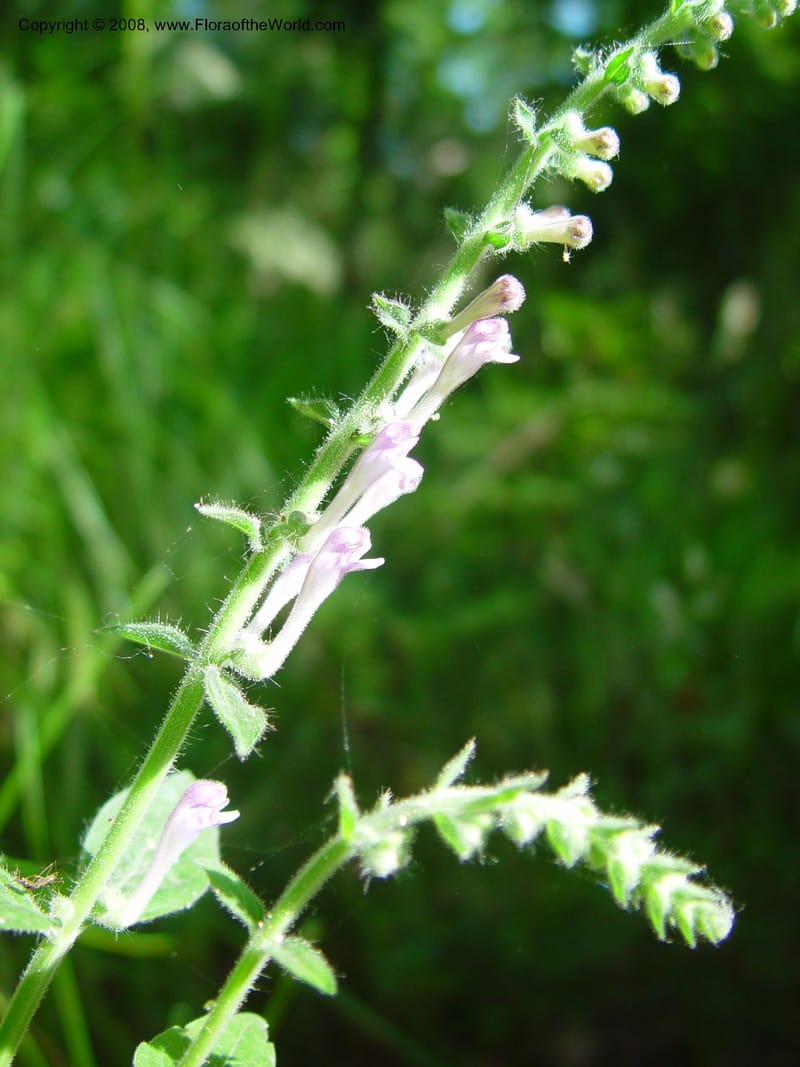 Scutellaria columnae--Italy. Abruzzo. Ris. Torino di Sangro. 5 May 03. 135.jpg
