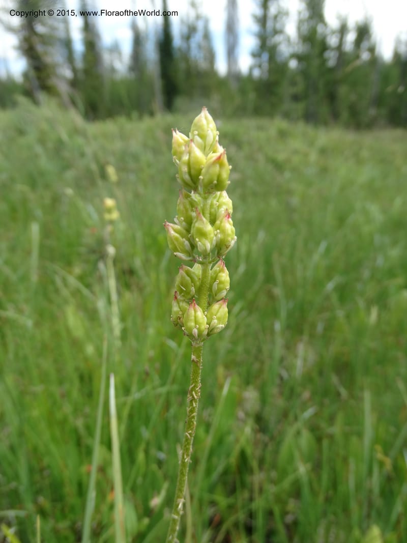 Triantha glutinosa ssp. montana, Davidson, C , 12615--ID. Valley Co. Squaw Meadows. 21 Jul 2014. DSC01022 (8).JPG
