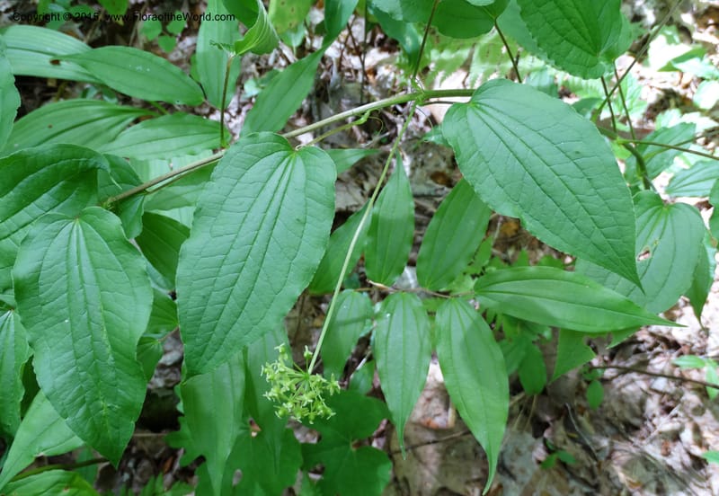Smilax pulverulenta, Davidson, C 12996--North Carolina. Macon Co. Standing Indian. 14 May 2015. DSC05212 (198).JPG