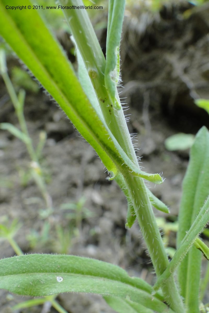 Boechera, Davidson, C 11889--Idaho. Adams Co. Fish Lake Rd. 10 July 2011. 163 (6).jpg