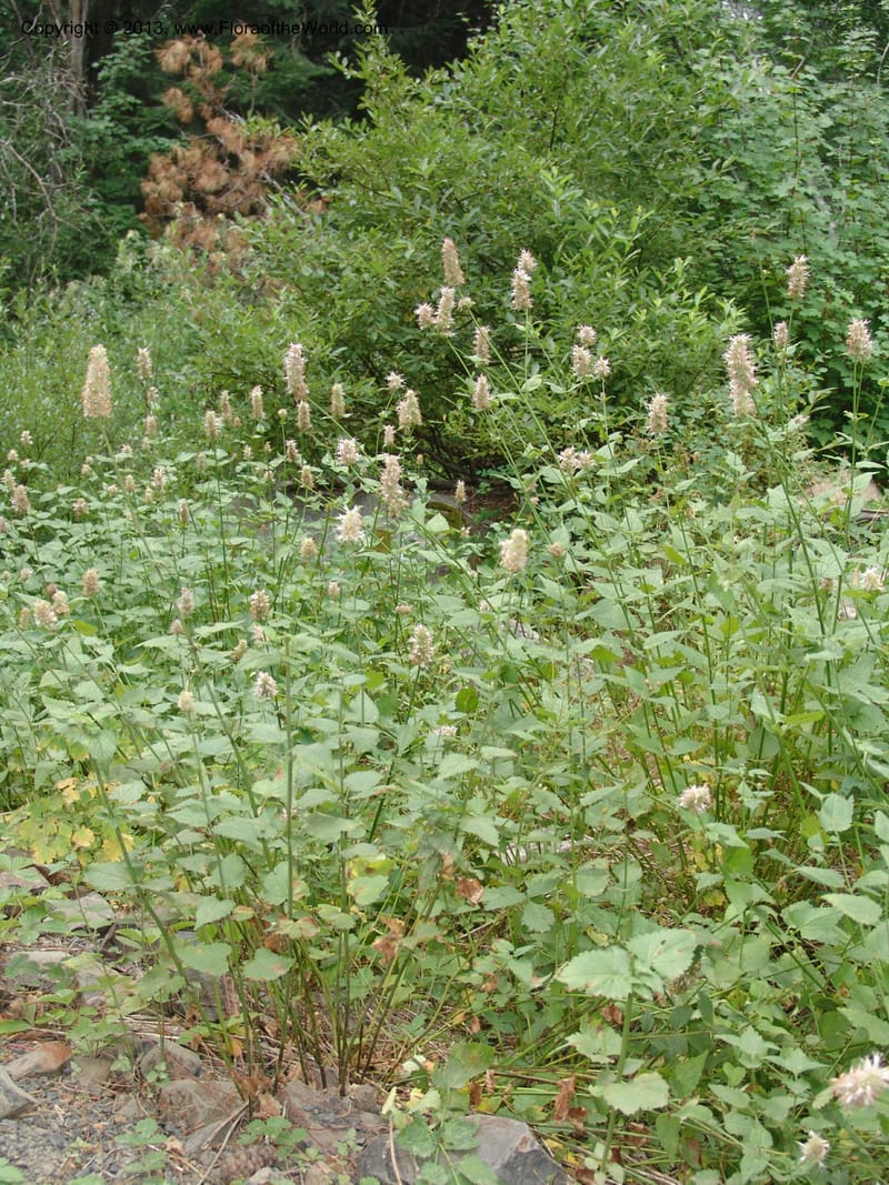 Agastache urticifolia, CDavidson11110--ID. Adams Co. For. Serv. Rd. 453, to Goose Lk. 20 Jul 07. 079.jpg