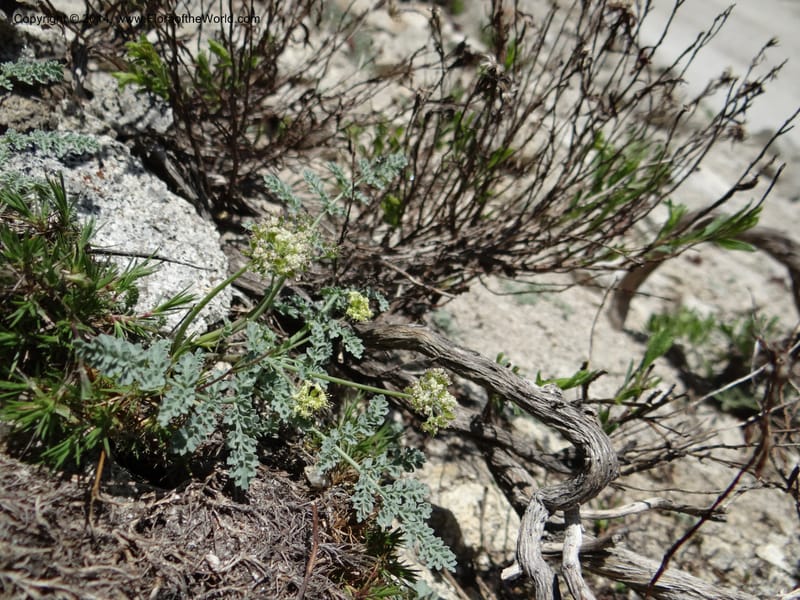 Cymopterus glaucus, Davidson, C 12196--ID. Boise Co. Scott Mtn. Lookout Road. 18 Jun 2013. DSC06609 (128).JPG
