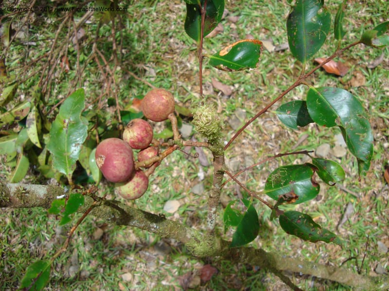 Piliocalyx,  Munzinger, J 4794--New Caledonia, Prov N Aoupinie, 15 Nov 2007 058 (1).jpg