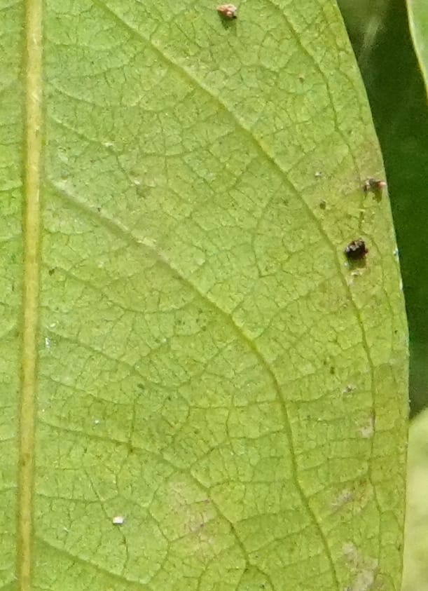 Irvingia gabonensis, C. Davidson 13929--Gabon. Missome Village. 31 Oct 2018. DSC00817 (152).JPG