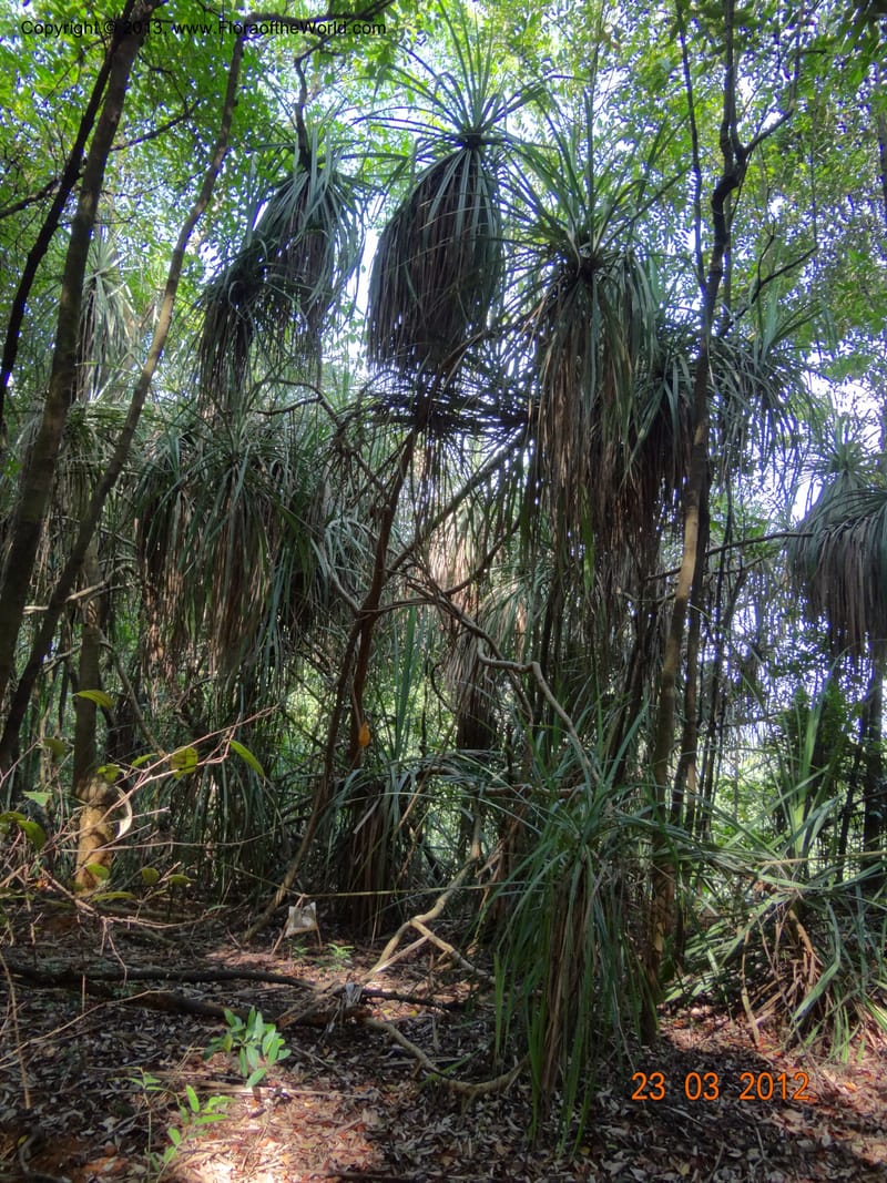 Pandanus odorifer, Not collected--Singapore, Pulau Ubin, 23 Mar 2012  DSC04352 (3).JPG