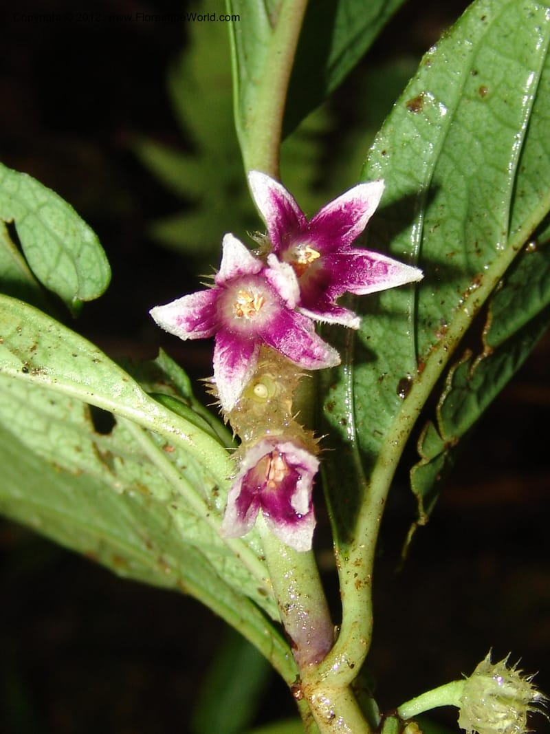 Cuatresia, Croat 95769--Ecuador. Maquipucuna Biol. Res. Send. del Rio. 13 Mar 06. 110 (16).jpg