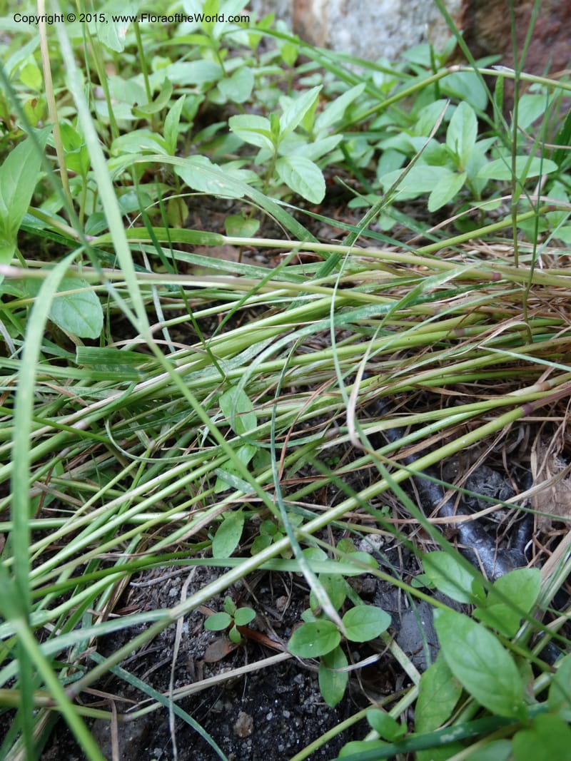 Alopecurus aequalis, Davidson, C 12610--Idaho. Valley Co. Payette Lake. Sylvan Cr. 20 Jul 2014. DSC00669 (104).JPG