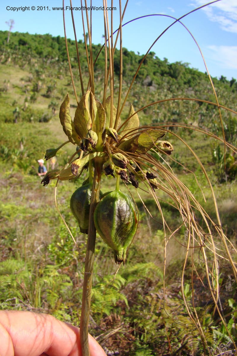 Tacca, Phillipson 6125--Madagascar. Prov. Fianarantsoa. Manombo Nat. Park. 13 Jan 09. 247.jpg