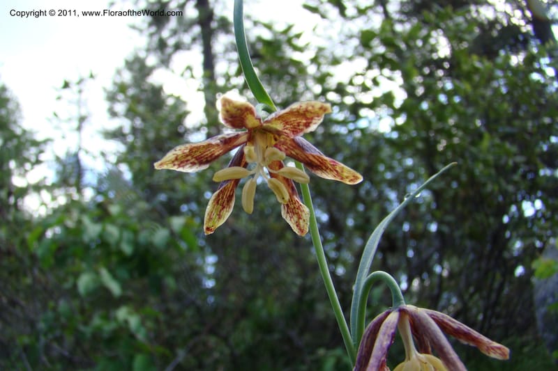 Fritillaria atropurpurea, C. Davidson 11437--Idaho. Valley Co. Payette Lake. Sylvan Beach. 7 June 2009. 022.jpg