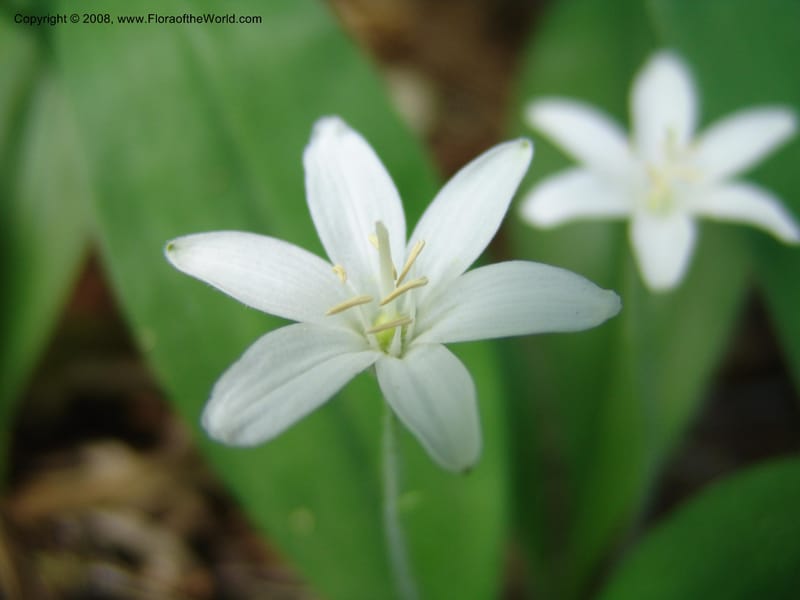 Clintonia uniflora--ID. Valley Co. Sylvan Beach, McCall. 24 Jun 05. 024.jpg