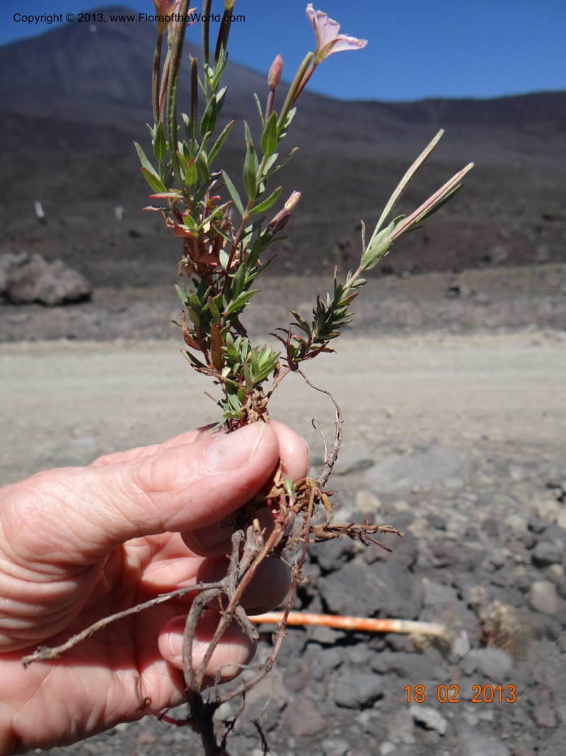 Epilobium, W. D. Stevens 34141--Chile, P.N. Laguna del Laja, 18 Feb 2013  8843 (13).JPG