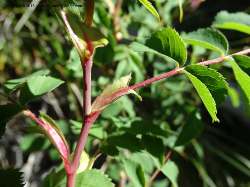 Rosa nutkana, Davidson, C 12515--Idaho. Valley Co. Payette Lake, Sylvan Beach. 18 Jun 2014. DSC09162 (16).JPG