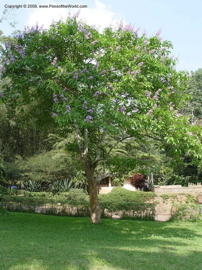 Lagerstroemia speciosa--Ghana. Aburi Botanic Garden. 10 Dec 03. 106.jpg