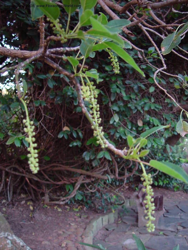 Phytolacca dioica--So. Africa. Durban Bot. Gard. 26 Nov 02. 003.jpg