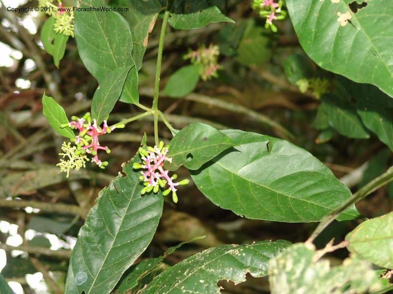 Neea, Araujo M 3109--Bolivia. Pq. Nal. Madidi. Rio Yariapo, 4 km E of Chalalan. 25 Sep 06. 195 (4).jpg