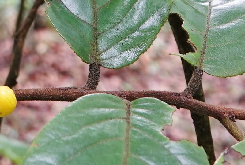 Horsfieldia prainii, D. Boufford 44155--China. Yunnan. Bam Po village. 5 May 2018. DSC02406 (95).JPG
