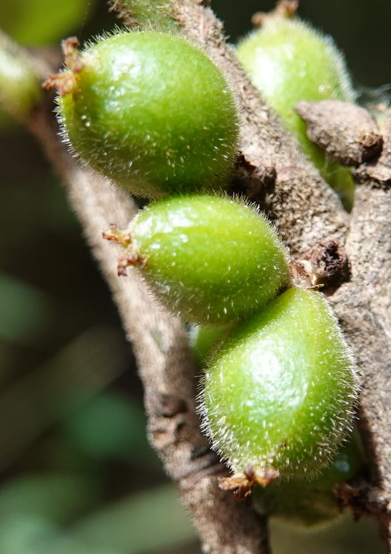 Aporosa dioica, D. Boufford 44137--China. Yunnan. Along G213. 4 May 2018. DSC02084 (39).JPG