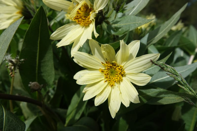 Wyethia amplexicaulis, C. Davidson 13642--ID. Fremont Co. Henry's Fork Lodge. 16 Jun 2017. DSC02055 (10).JPG