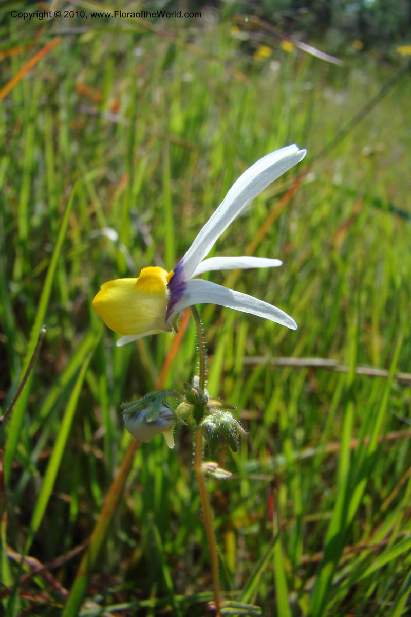 Nemesia cheiranthus, C. Davidson 11523--South Africa. Northern Cape. Papkuilsfontein. 25 Aug 09. 216 (7).jpg