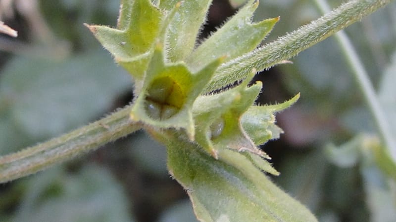 Stachys ballotiformis, A. G. Miller 132.11--Iraq. Kurdistan. Shakh-i Pira Magun. Gueza Khan. 11 June 2010. 089 (20).jpg
