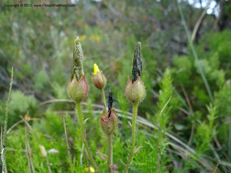 Drosophyllum lusitanicum, Davidson, C 12167--Spain. Andalucia. Parque Natural Alcornocales. 28 May 2013. DSC05381 (13).JPG
