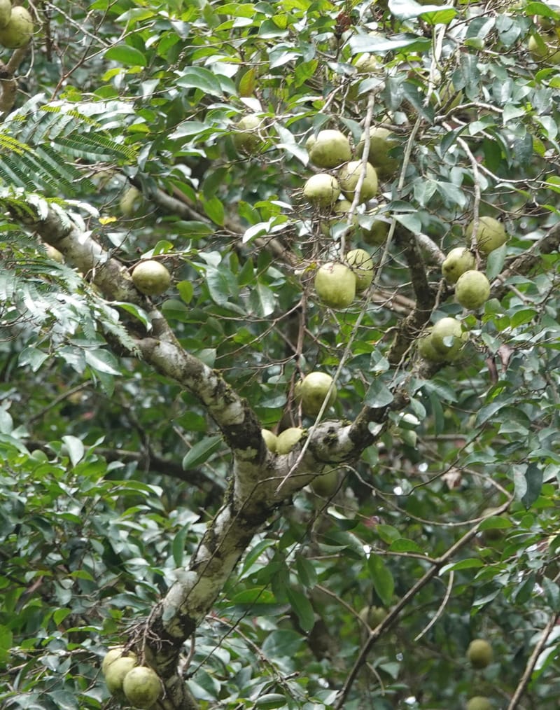 Irvingia gabonensis, C. Davidson 13929--Gabon. Missome Village. 31 Oct 2018. DSC00817 (92).JPG