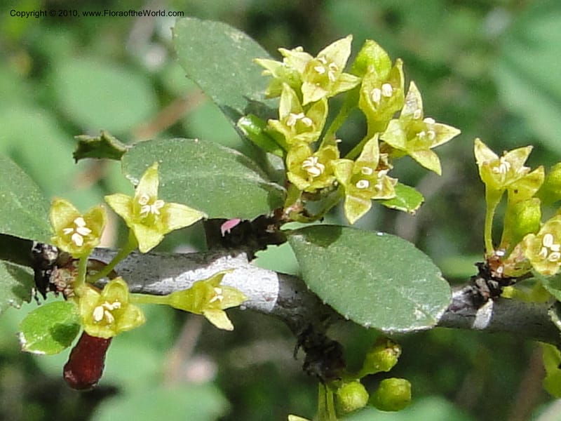 Rhamnus crocea, C. Davidson 11726--California. Santa Barbara Co. 4 April 2010 155 (2).jpg