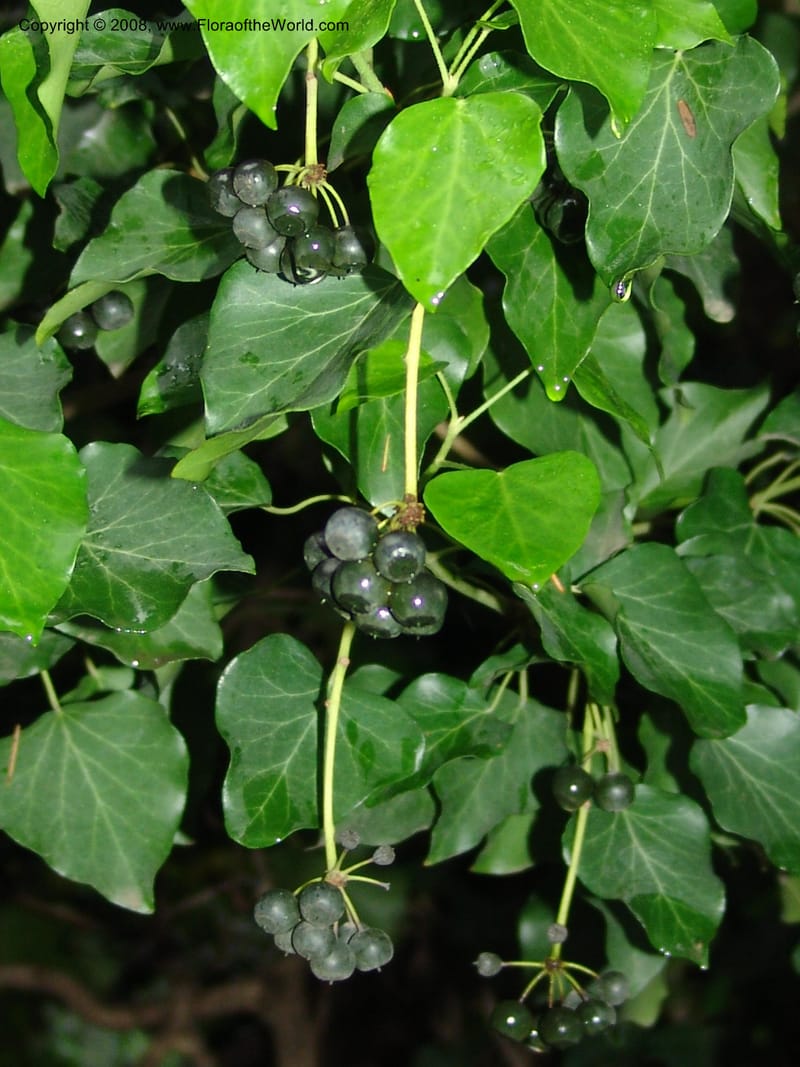 Hedera colchica--Georgia. T'bilisi. Central Botanical Garden. 5 Jun 05. 010.jpg