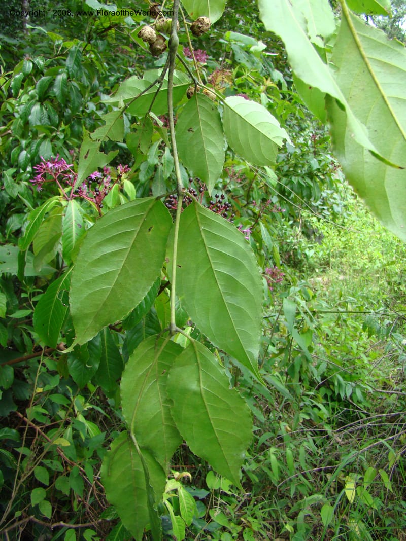 Turpinia occidentalis, NMartinezM2410--MX. Chiapas. Cta. Guapilla-Tapalapa. 13 Sep 08. 203.jpg