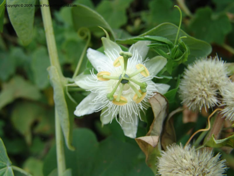 Passiflora--Kenya. Limuru. Brackenhurst Bot. Gard. 11 Jul 04. 060.jpg