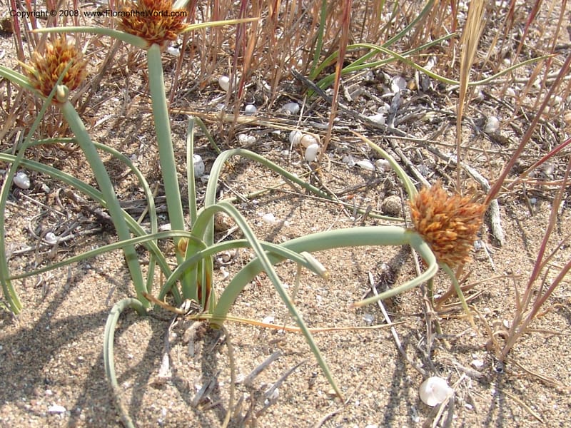 Cyperus capitatus--Spain. Prov. Almeria. Cabo de Gata.  Wildfl. Center. 23 Apr 05. 077.jpg
